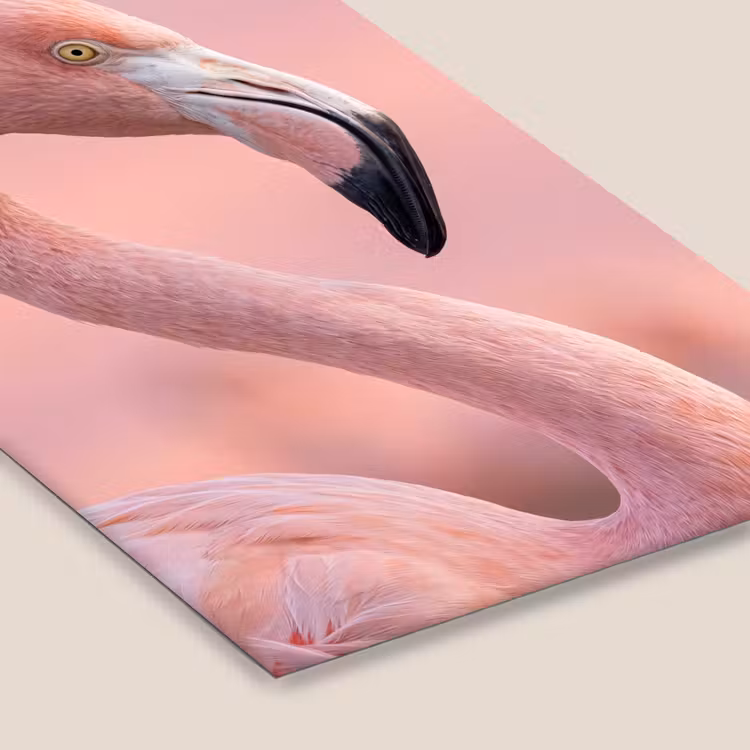 Flamingo - Portret - Roze fotolijst zwart zonder passe partout klein -zsfeer6
