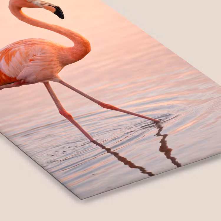 Flamingo - Water - Roze fotolijst zwart zonder passe partout klein -zsfeer6