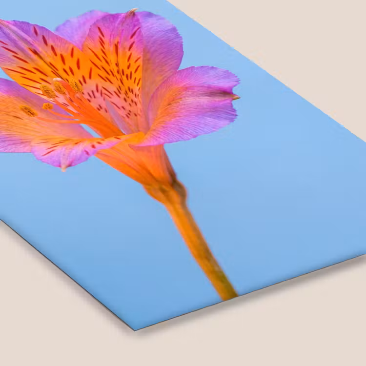 Bloem - Detail - Kleurrijk fotolijst zwart zonder passe partout klein -zsfeer6