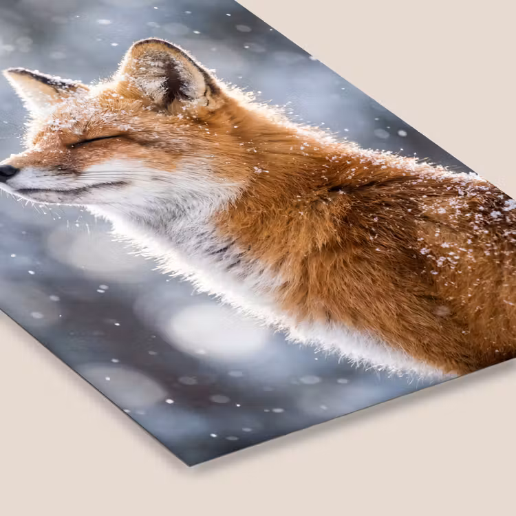 Vos - Sneeuwval - Portret - Winter - Sfeervol fotolijst zwart zonder passe partout klein -zsfeer6