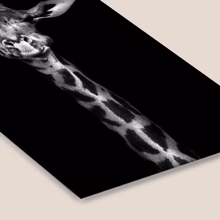 Giraffe - Portret - Dieren - Zwart - Wit fotolijst zwart zonder passe partout klein -zsfeer6