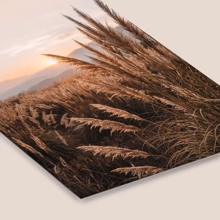 Gras - Veld - Zon - Natuur fotolijst zwart zonder passe partout klein -zsfeer6