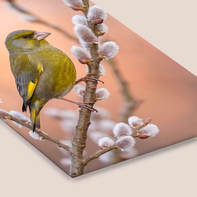 Groenling - Katjes - Lente - Natuur - Zacht fotolijst zwart zonder passe partout klein -zsfeer6