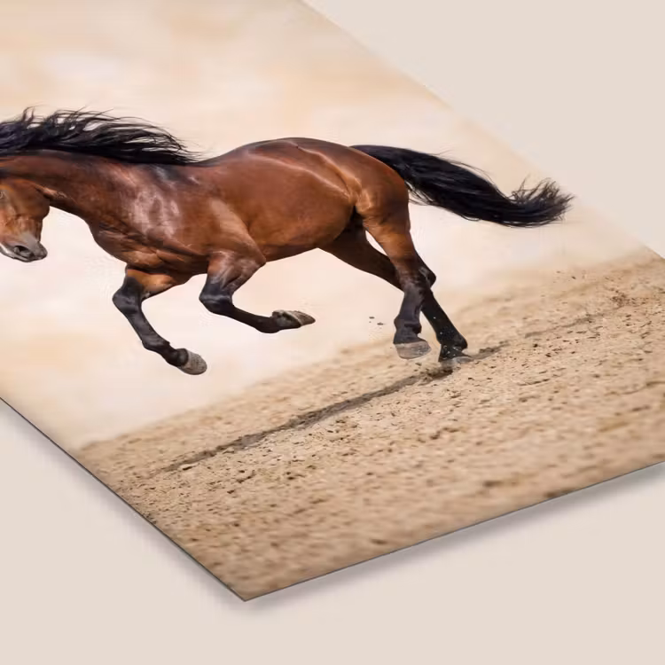 Paard - Galop - Energie fotolijst zwart zonder passe partout klein -zsfeer6