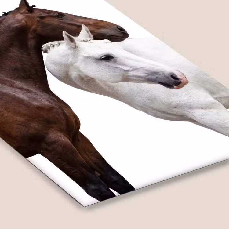 Paard - Modern - Balans fotolijst zwart zonder passe partout klein -zsfeer6