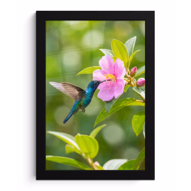Kolibrie - Bloem - Natuur - Groen fotolijst zwart zonder passe partout klein -3d
