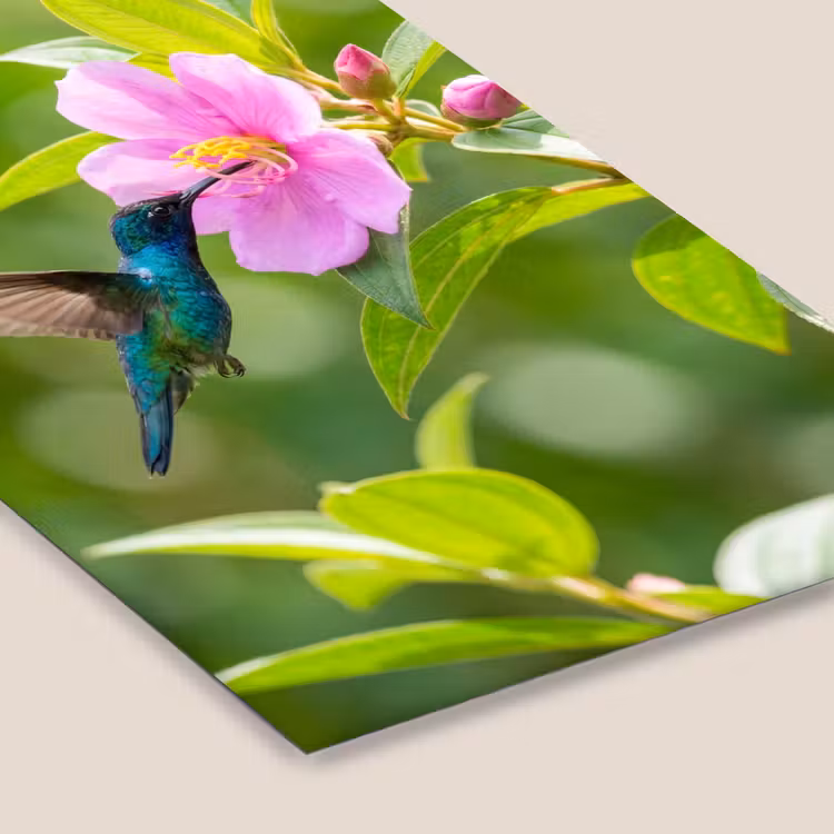 Kolibrie - Bloem - Natuur - Groen fotolijst zwart zonder passe partout klein -zsfeer6