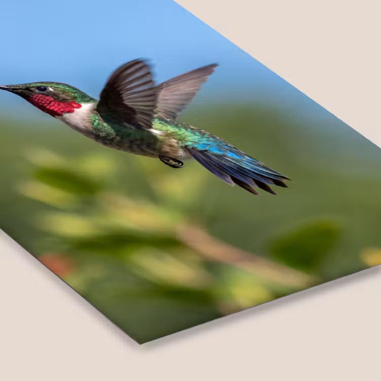 Kolibrie - Bloem - Natuur - Groen fotolijst zwart zonder passe partout klein -zsfeer6