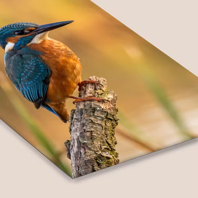 IJsvogel - Tak - Water - Kleurrijk - Levendig fotolijst zwart zonder passe partout klein -zsfeer6