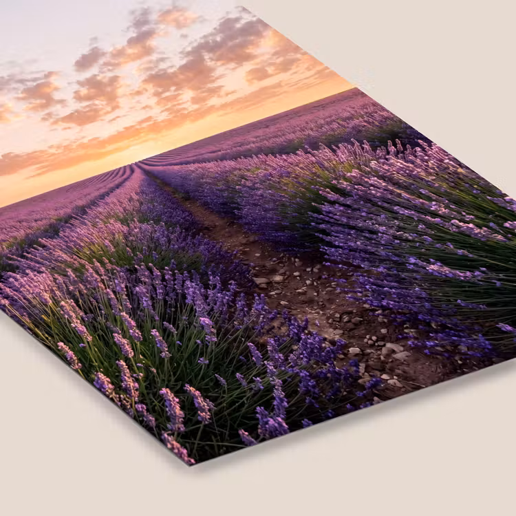 Landschap - Lavendelveld - Paars fotolijst zwart zonder passe partout klein -zsfeer6