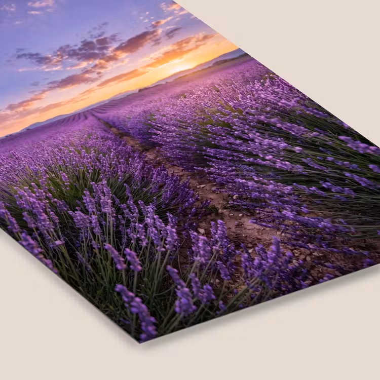 Lavendel - Veld - Natuur - Paars fotolijst zwart zonder passe partout klein -zsfeer6