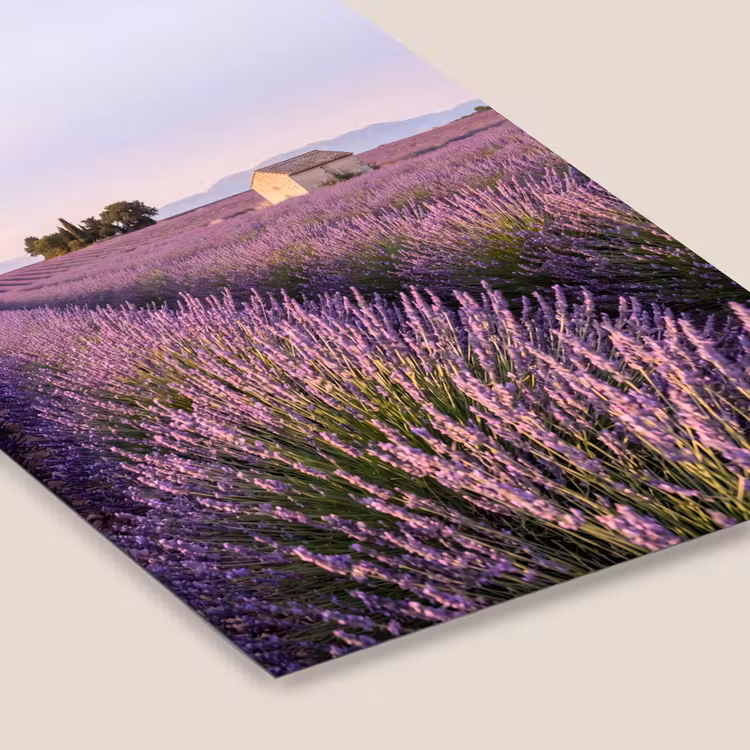 Lavendel - Landschap - Sereen - Paars fotolijst zwart zonder passe partout klein -zsfeer6