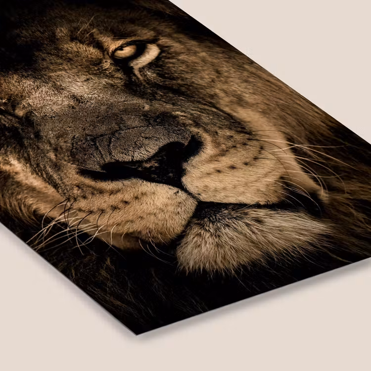 Leeuw - Dieren - Zwart - Portret fotolijst zwart zonder passe partout klein -zsfeer6