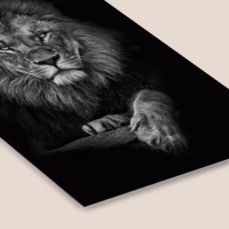 Leeuw - Dieren - Zwart - Wit fotolijst zwart zonder passe partout klein -zsfeer6