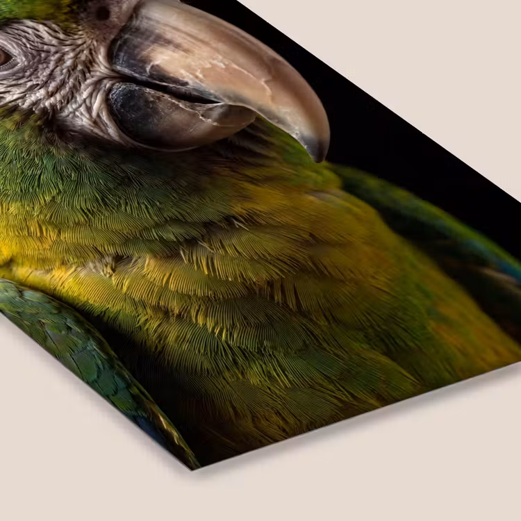 Ara - Portret - Groen fotolijst zwart zonder passe partout klein -zsfeer6