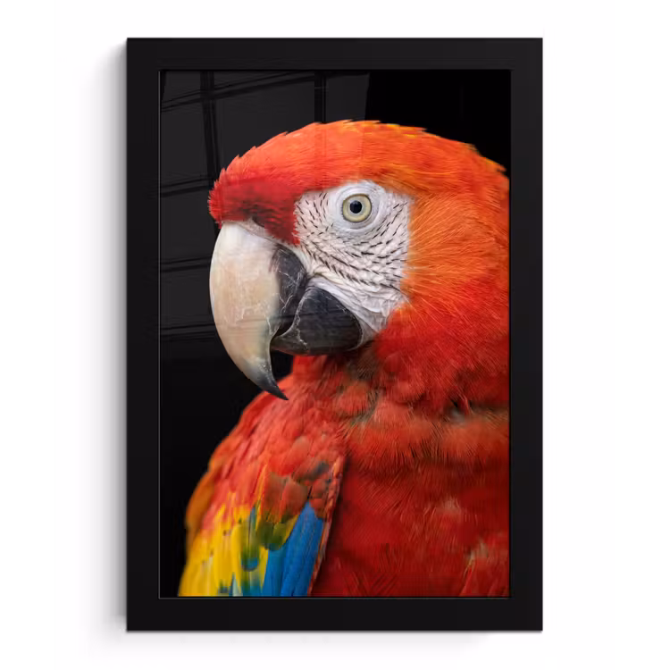 Ara - Portret - Rood fotolijst zwart zonder passe partout klein -3d