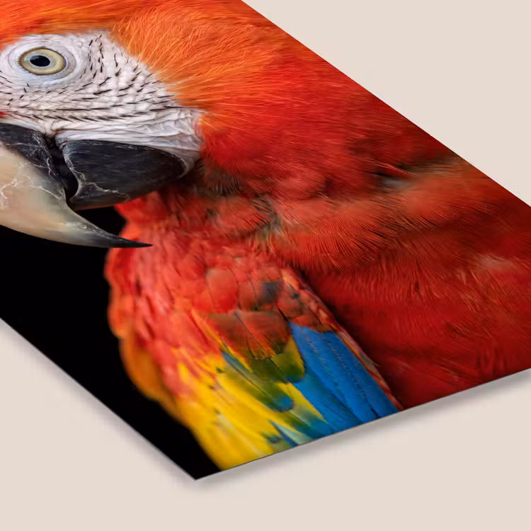 Ara - Portret - Rood fotolijst zwart zonder passe partout klein -zsfeer6