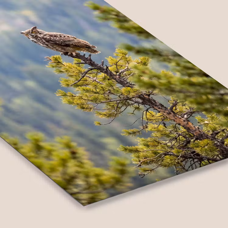 Uil - Oehoe - Bomen - Natuur fotolijst zwart zonder passe partout klein -zsfeer6