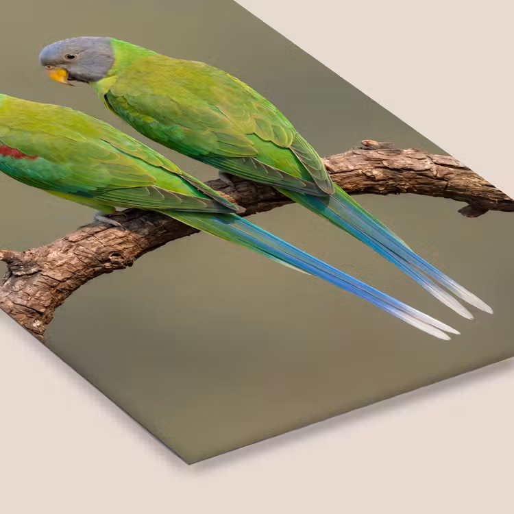 Papagaai - Tak - Natuur - Kleurrijk fotolijst zwart zonder passe partout klein -zsfeer6