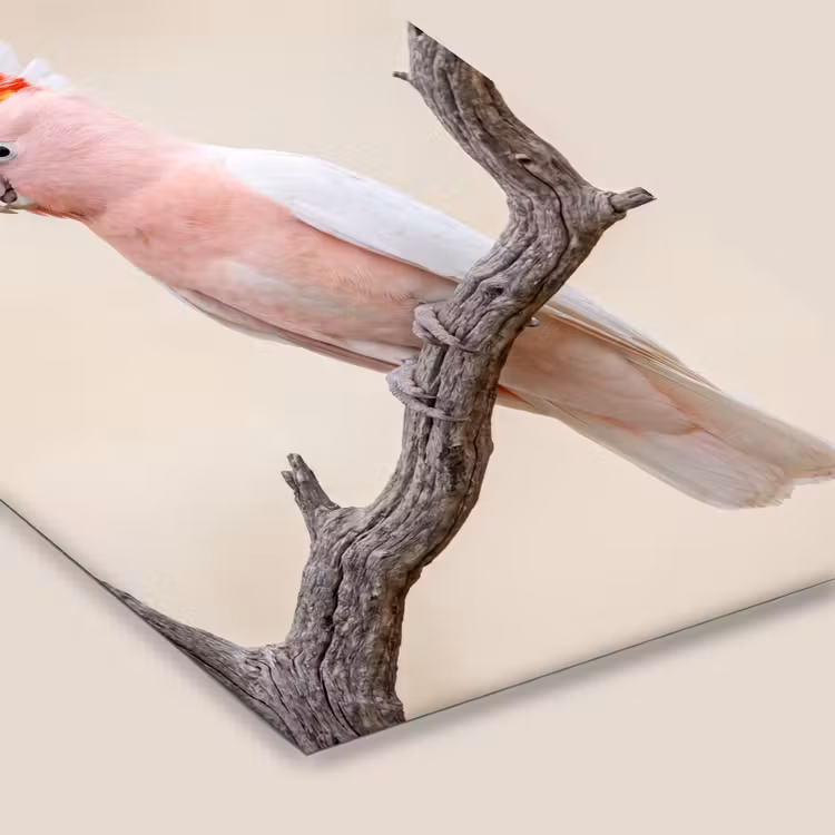 Papagaai - Tak - Roze fotolijst zwart zonder passe partout klein -zsfeer6
