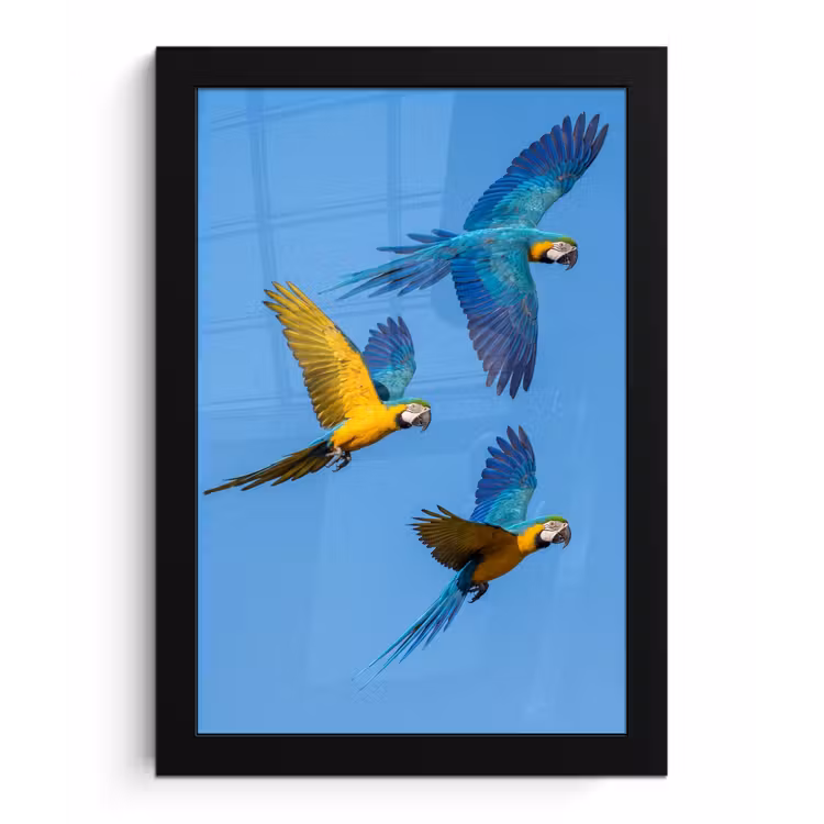 Papagaai - Vliegen - Blauw - Geel fotolijst zwart zonder passe partout klein -3d
