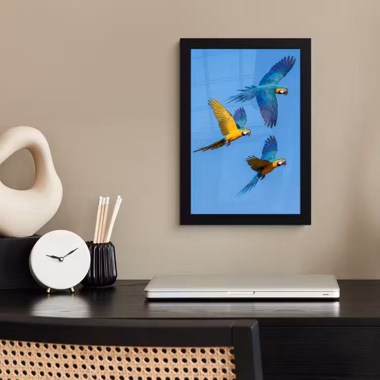 Papagaai - Vliegen - Blauw - Geel fotolijst zwart zonder passe partout klein -sfeer1