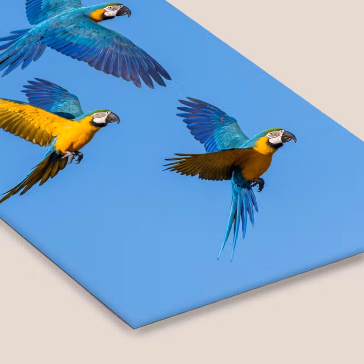 Papagaai - Vliegen - Blauw - Geel fotolijst zwart zonder passe partout klein -zsfeer6