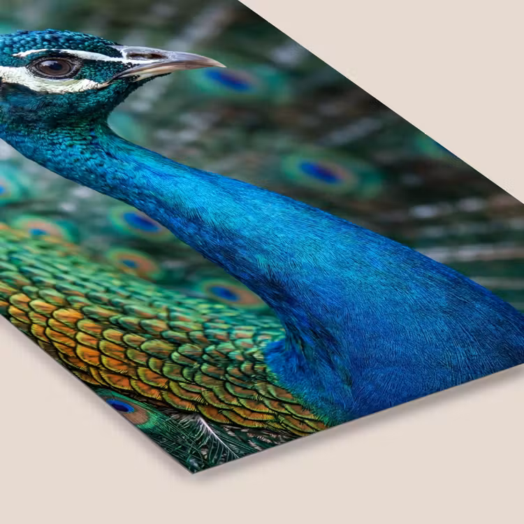 Pauw - Veren - Blauw fotolijst zwart zonder passe partout klein -zsfeer6