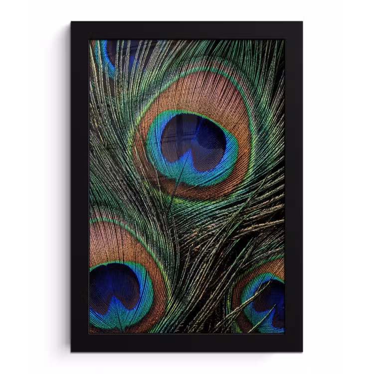 Pauwenveren - Klassiek - Groen fotolijst zwart zonder passe partout klein -3d