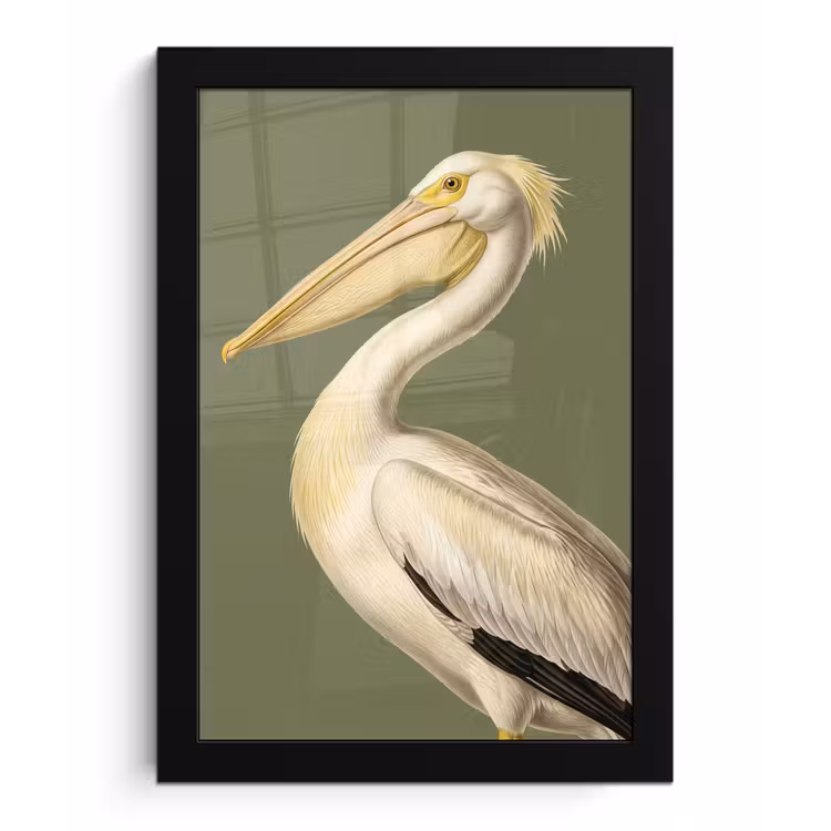 Pelikaan - Wit - Vogel - Klassiek - Natuur fotolijst zwart zonder passe partout klein -3d