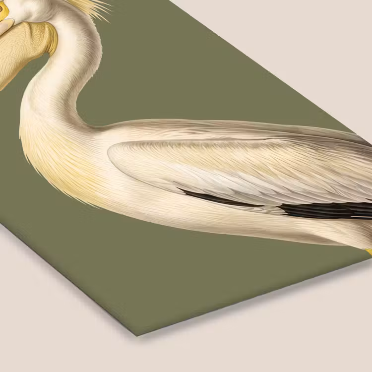 Pelikaan - Wit - Vogel - Klassiek - Natuur fotolijst zwart zonder passe partout klein -zsfeer6