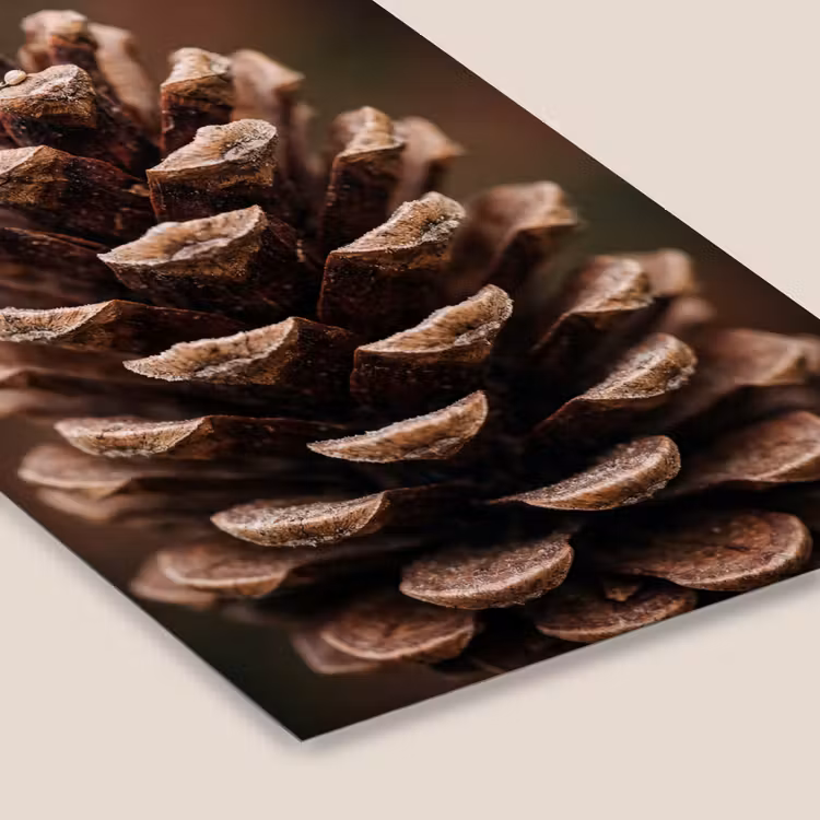Dennenappel - Bos - Herfst - Bruin - Sfeervol fotolijst zwart zonder passe partout klein -zsfeer6