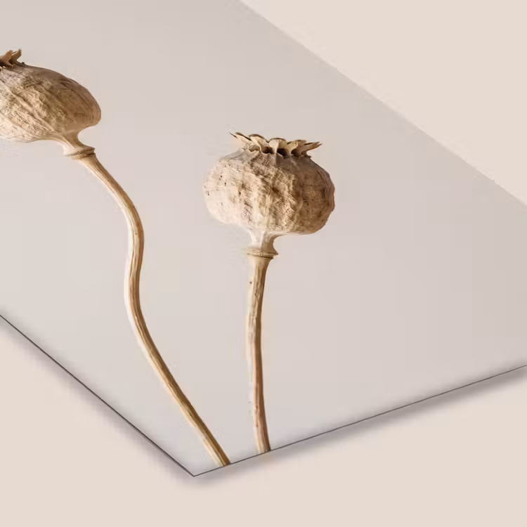 Papaverbollen - Droogbloemen - Minimalistisch - Beige - Rustig fotolijst zwart zonder passe partout klein -zsfeer6