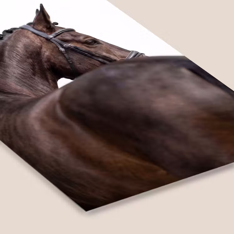 Portret - Paard - Elegant fotolijst zwart zonder passe partout klein -zsfeer6