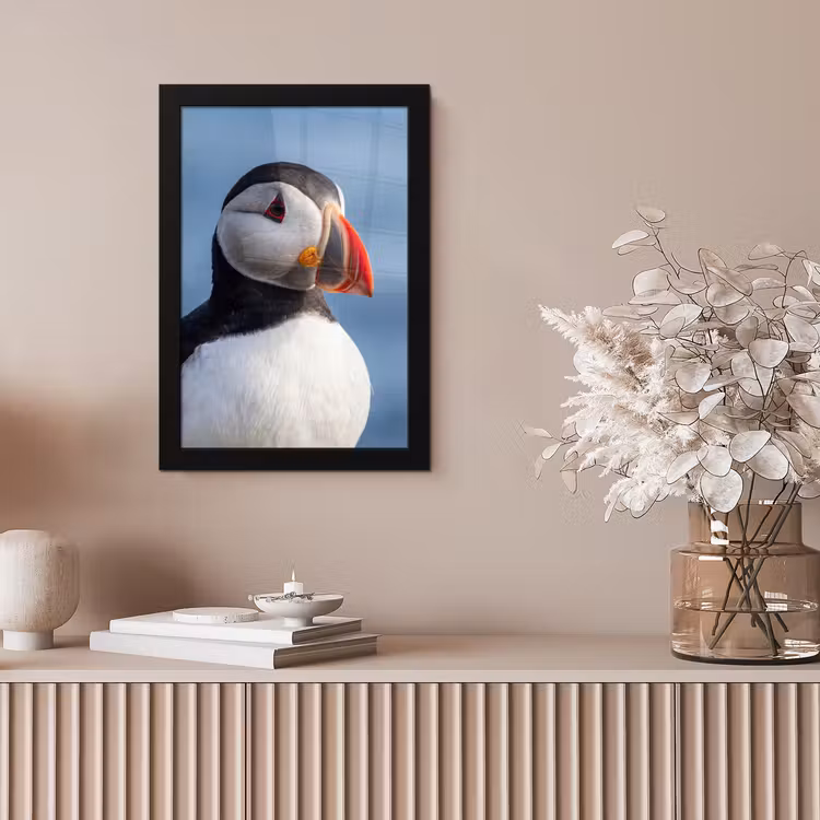 Papegaaiduiker - Portret - Natuur fotolijst zwart zonder passe partout klein -sfeer5