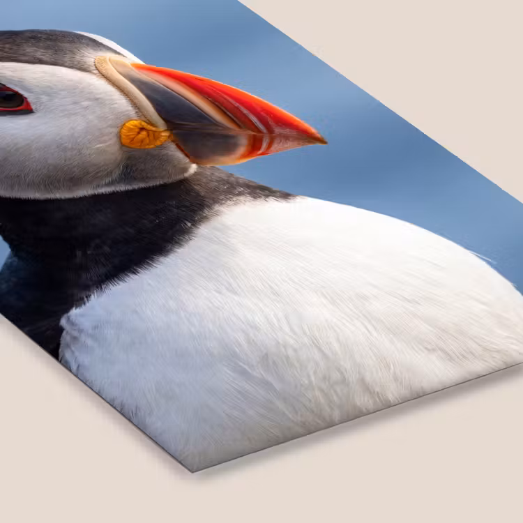 Papegaaiduiker - Portret - Natuur fotolijst zwart zonder passe partout klein -zsfeer6