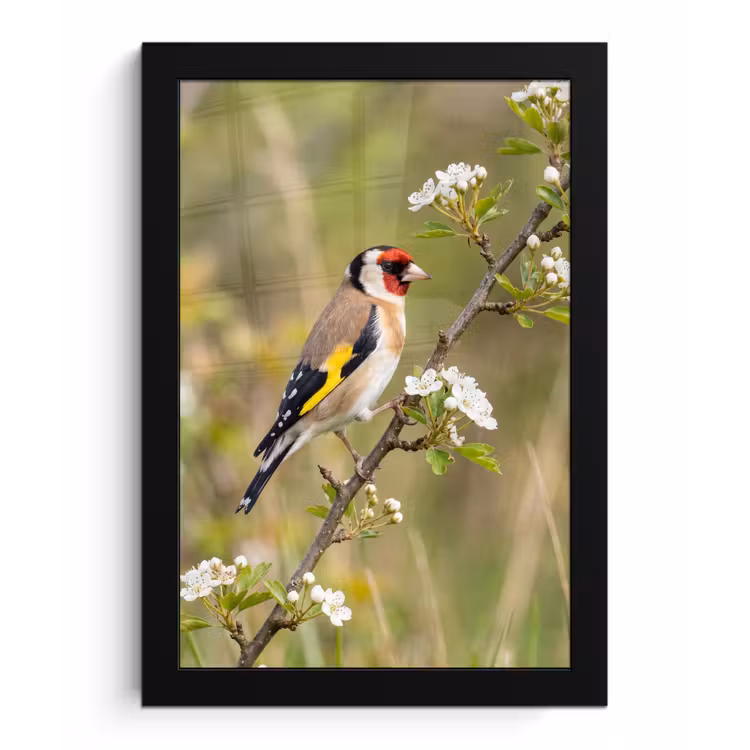 Putter - Bloesem - Lente - Natuur - Kleurrijk fotolijst zwart zonder passe partout klein -3d
