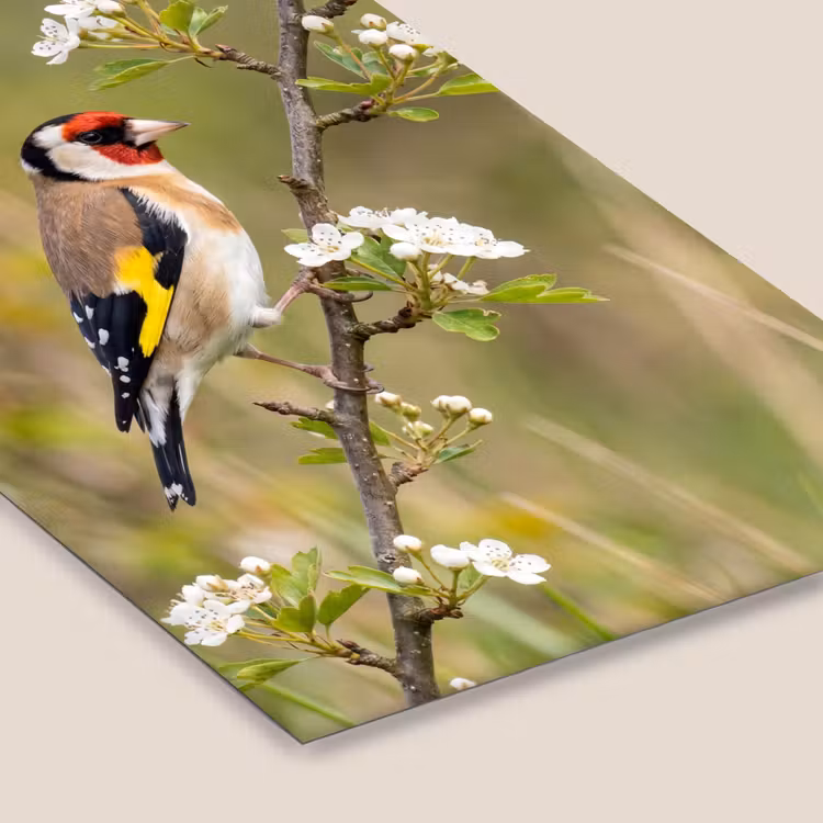 Putter - Bloesem - Lente - Natuur - Kleurrijk fotolijst zwart zonder passe partout klein -zsfeer6