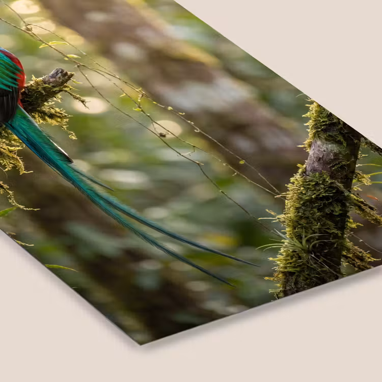 Quetzal - Jungle - Natuur - Groen fotolijst zwart zonder passe partout klein -zsfeer6