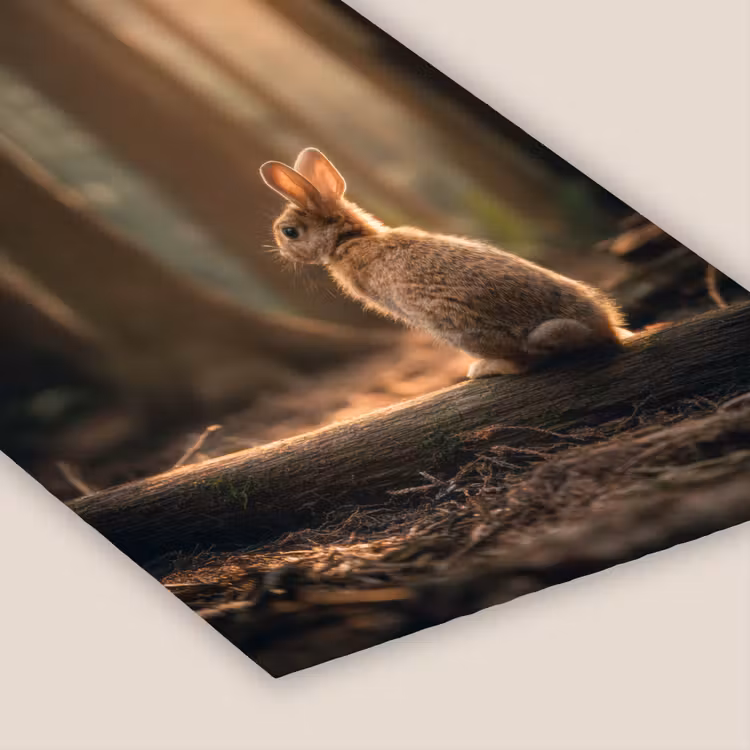 Konijn - Bos - Zonnestralen fotolijst zwart zonder passe partout klein -zsfeer6