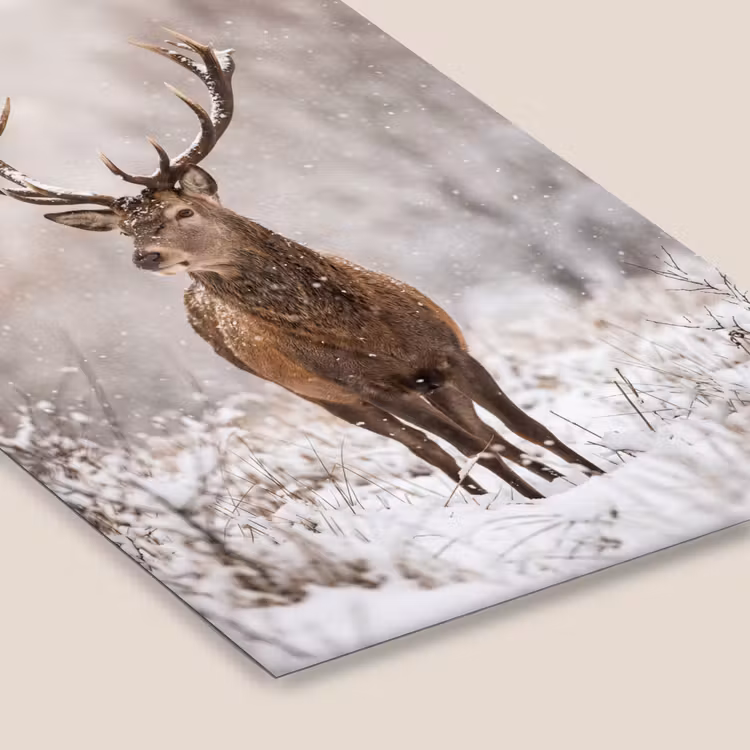 Edelhert - Bos - Sneeuw - Winter - Majestueus fotolijst zwart zonder passe partout klein -zsfeer6