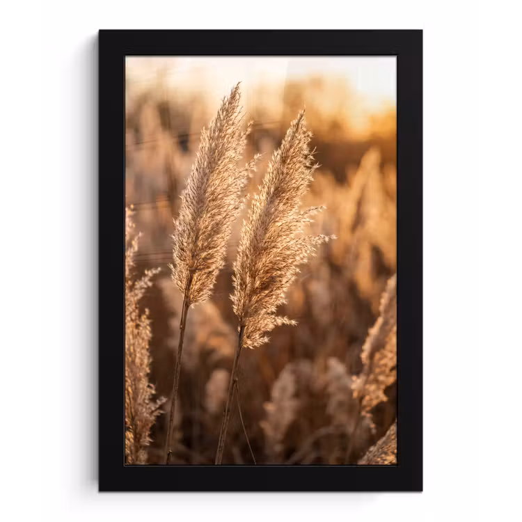 Rietpluimen - Gras - Zonsondergang - Goud - Serene fotolijst zwart zonder passe partout klein -3d