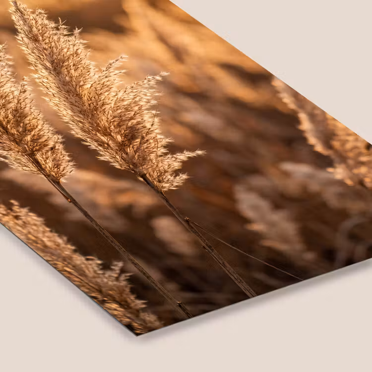 Rietpluimen - Gras - Zonsondergang - Goud - Serene fotolijst zwart zonder passe partout klein -zsfeer6