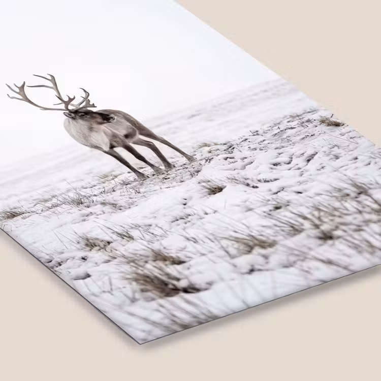 Rendier - Gewei - Sneeuw - Winter fotolijst zwart zonder passe partout klein -zsfeer6