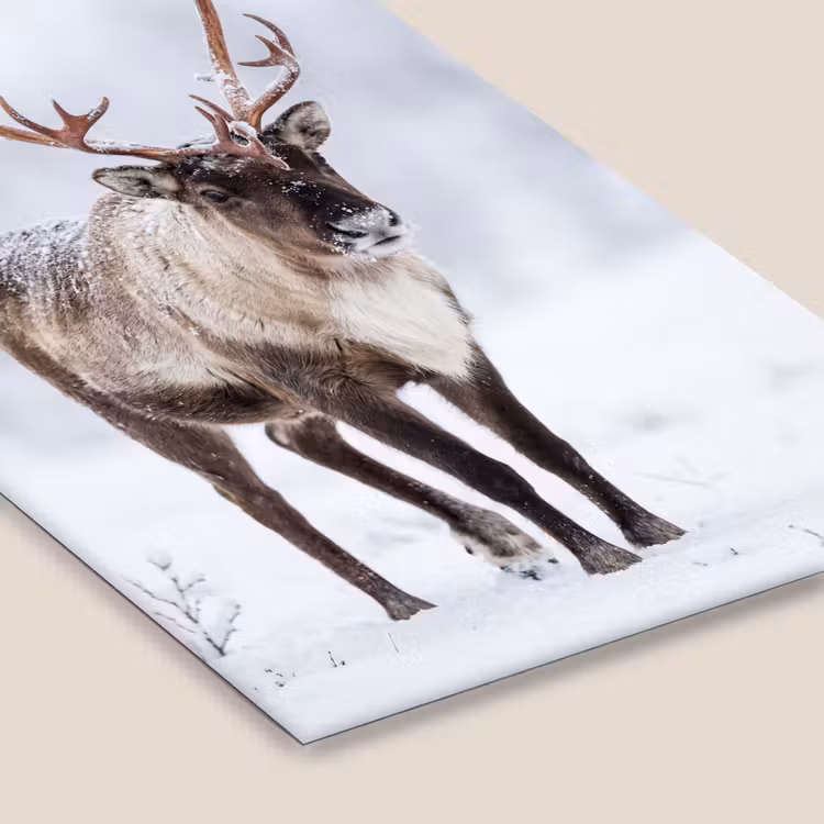 Rendier - Gewei - Toendra - Sneeuw - Wild fotolijst zwart zonder passe partout klein -zsfeer6