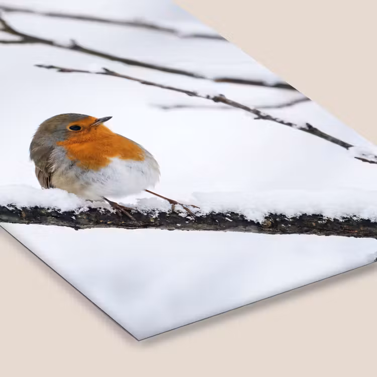 Roodborstje - Tak - Sneeuw - Winter - Levendig fotolijst zwart zonder passe partout klein -zsfeer6