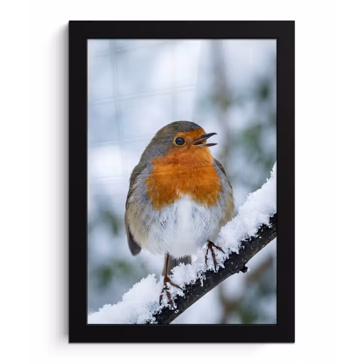Roodborstje - Tak - Sneeuw - Winter - Levendig fotolijst zwart zonder passe partout klein -3d