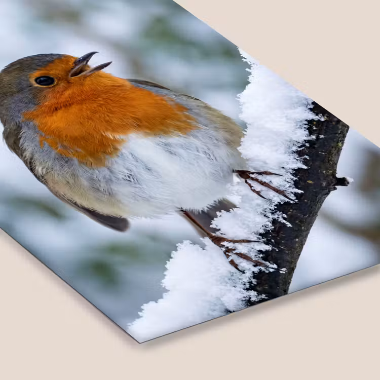Roodborstje - Tak - Sneeuw - Winter - Levendig fotolijst zwart zonder passe partout klein -zsfeer6