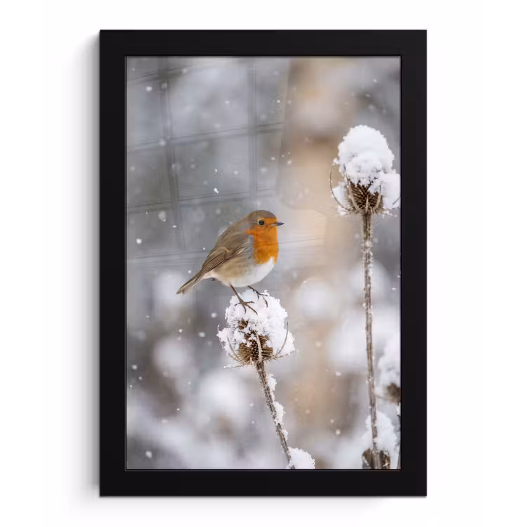 Roodborstje - Gedroogde bloem - Sneeuw - Winter - Vertederend fotolijst zwart zonder passe partout klein -3d