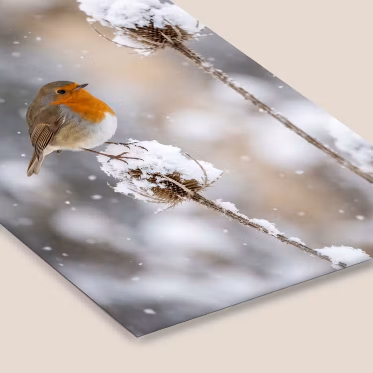 Roodborstje - Gedroogde bloem - Sneeuw - Winter - Vertederend fotolijst zwart zonder passe partout klein -zsfeer6